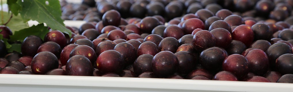 Mechanical Muscadine Harvest