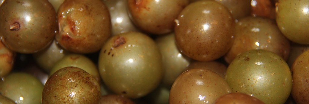 Muscadines grapes affected by Ripe Rot