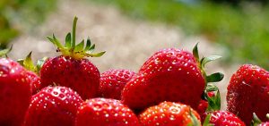 juicy strawberries, ripe from harvest