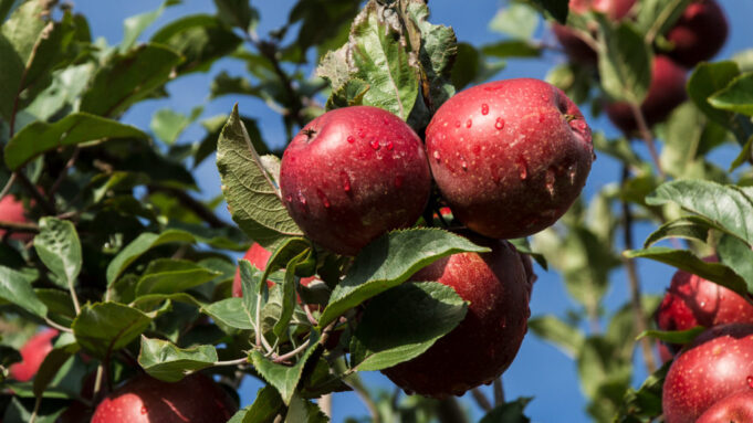 apples on a tree