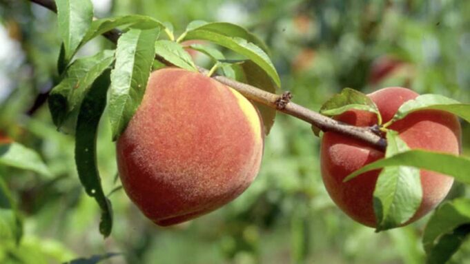 peaches on a tree