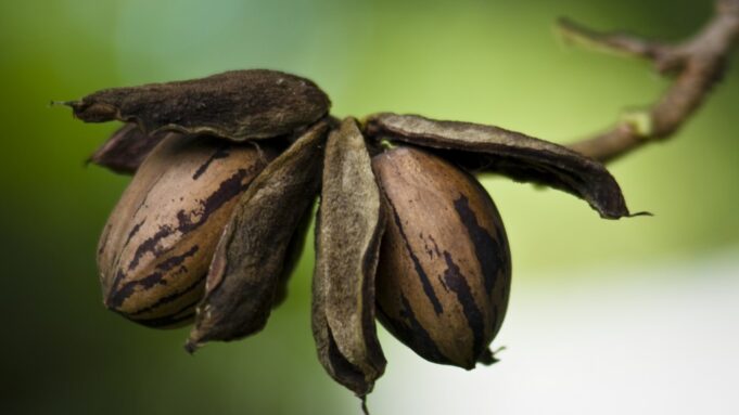 pecans on a tree